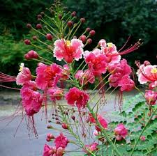 Image result for Caesalpinia pulcherrima