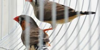 Untuk itu, penting memperhatikan kebersihan kandang burng. Tips Membersihkan Kandang Burung Peliharaan Halaman All Kompas Com