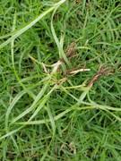 Safe to use on both northern and southern lawns. Inexpensive Post Emergents The Lawn Forum