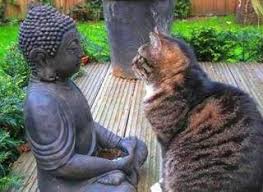 G 246 Zlerimin I 231 Ine Bak 231 Ekirge Orada Huzuru Bulacaks 305 N Ommm Cats Crazy Cats Cats And Kittens
