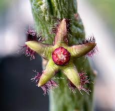 Image result for Asclepias adscendens