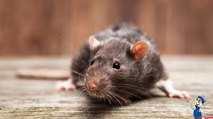 We did not find results for: How To Get Rid Of Attic Rats Quick