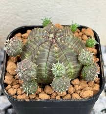 Image result for Euphorbia davyi