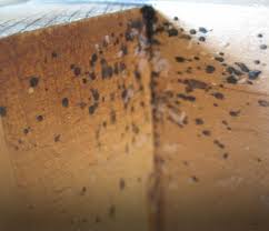 Image result for bed bugs droppings