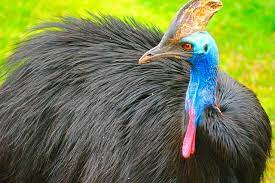 Check spelling or type a new query. Auction Of 100 Exotic Pets Includes Cassowary That Killed Florida Man Triblive Com