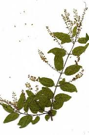 Image result for Combretum padoides