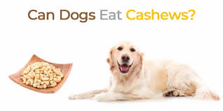 Like any food eaten in excess. Can Dogs Eat Cashews Everything You Need To Know Gooddogsco Com