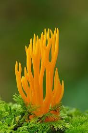 Lowell McClellan (loosends2002)