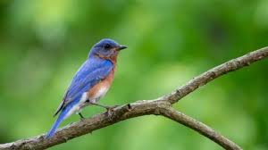 This particular nest is made of pine needles. A Discussion On Saving Bluebirds Through Private Conservation And A Tribute To Andy Thompson Competitive Enterprise Institute