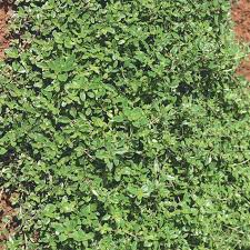 Perennial plants are classified by their reproductive strategy as simple or creeping. Wild Creeping Thyme Herbs Veseys