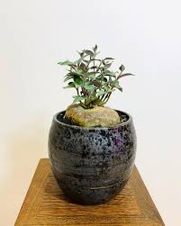 Image result for Ceropegia conrathii