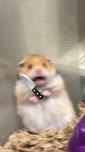 Scared Hamster Is The Internet S Newest Cute Meme Craze Funny Hamsters Cute Animal Memes Funny Animal Memes