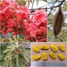 Image result for Brachychiton