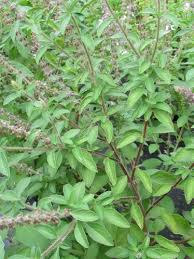 Image result for Ocimum urundense