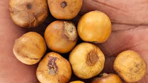 Image result for Afrostyrax