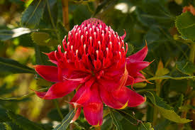 Image result for Telopea