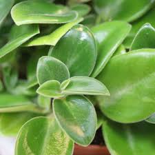 Pin Op Plants By Bunnik