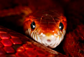 fire snake - Luke.M by flukeylukey on DeviantArt
