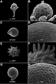 Image result for Lophiocarpus tenuissimus