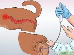 The breeder will probably keep the two dogs at their facility, because this process can take up to a week. How To Artificially Inseminate A Dog 9 Steps With Pictures