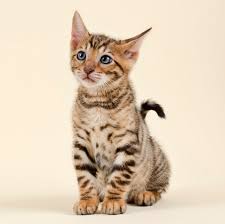Image result for adorable cat