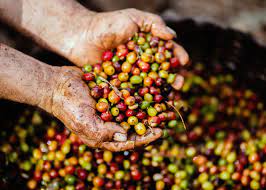 Ethiopia itself accounts for around 3% of the global coffee market. How Is Se Asian Coffee Grown And Processed