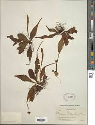 Image result for Tectaria fernandensis