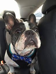 French bulldogs are the parisians of the dog world. French Bulldog Rescue Network A Nonprofit Corporation Reviews And Ratings Glen Allen Va Donate Volunteer Review Greatnonprofits