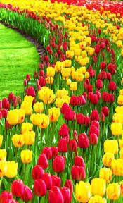 If you like gardening and planting flowers, download this app. Flowers Garden Wallpapers Hd For Android Apk Download