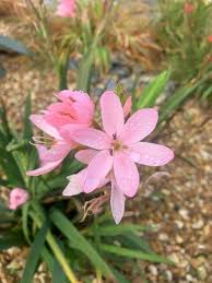 Image result for Hesperantha