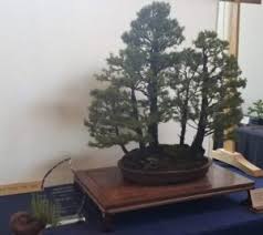 From wikimedia commons, the free media repository. Front Page Prairie State Bonsai Society