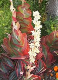 Image result for kalanchoe thyrsiflora