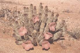 Image result for Sporobolus bechuanicus