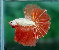 Fwbettashm1398755876 O R A N G E D R A G O N 8 4 3 0 Betta Fish Betta Fish Types Betta