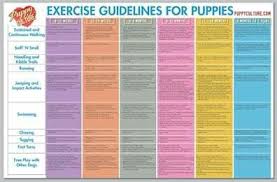 exercise guidelines for puppies from puppy culture