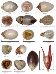 Image result for Scleria poiformis