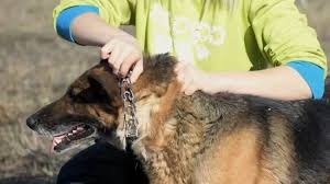 The dog chokes down their fear and anxiety, never learning how to cope with the issue at hand. How To Use A Prong Collar On Dogs 9 Steps With Pictures