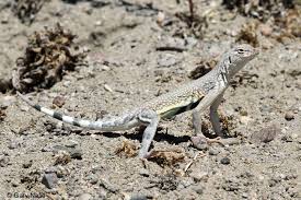 Image result for Dinebra caudata