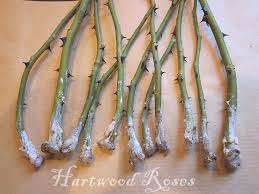 Image result for cuttings of roses