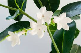 We did not find results for: 22 Filler Flowers For Bouquets Centerpieces Ideas Flowers Wedding Flowers Flower Arrangements