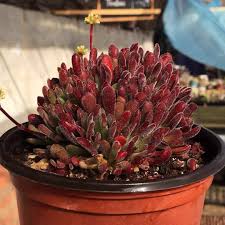 Image result for Grewia pubescens