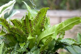 Image result for Asplenium staudtii