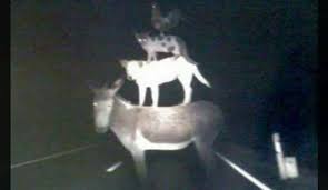 Perfect Cursed Images - Home | Facebook