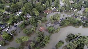 Image result for Harveya huillensis