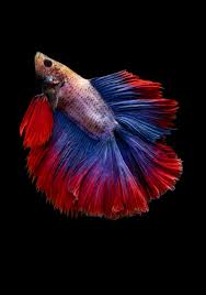 Full Moon Betta Fish Betta Fish Betta Siamese Fighting Fish