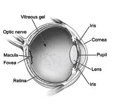 Image result for Refractive Error