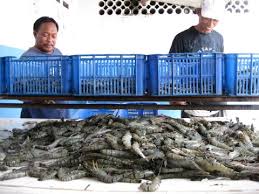 Hipmikindo Jembatani Anjloknya Harga Udang Windu