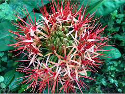 Image result for Scadoxus pole-evansii