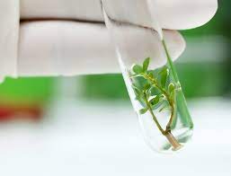 Maybe you would like to learn more about one of these? The History Of Tissue Culture Plant Cell Technology Your Partner In Plant Tissue Culture