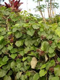 Image result for Argyreia nervosa